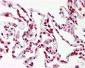 MAPK15 / ERK7 Antibody (aa361-410)